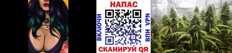 закладка  Нестеров  Каннабис сатива 